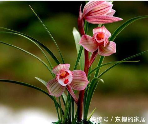 4种花太美了,花色绚丽美观,多季节开花