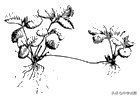 初二生物北师大版八年级上学期期末考试试题