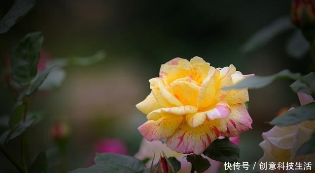 高手如何养月季花赶快记住这几点，枝干粗壮，花开的也美！