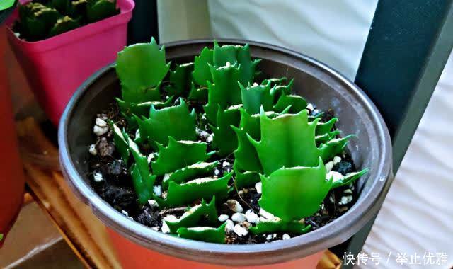 春天别光顾着施肥和浇水,8种花“见土生根”,趁着春季多繁殖