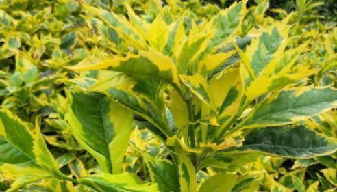 养花就养花期长的,便宜又好养,沾点水就爆盆,花开似精灵飞舞