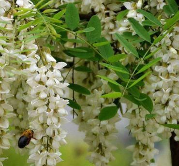 春天不想生病，吃以下食物，活血嫩膚，緩解身體不適，女人變美麗