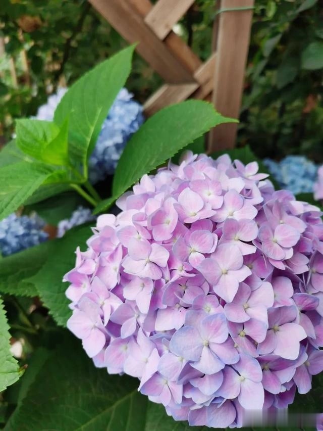 圆滚滚的绣球,瀑布般的花墙,这届花友也太会种花了吧