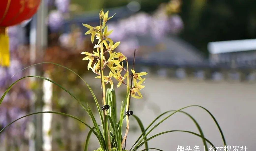 养兰花最怕什么?兰友只知其一却不知其二,怪不得养几年不开花