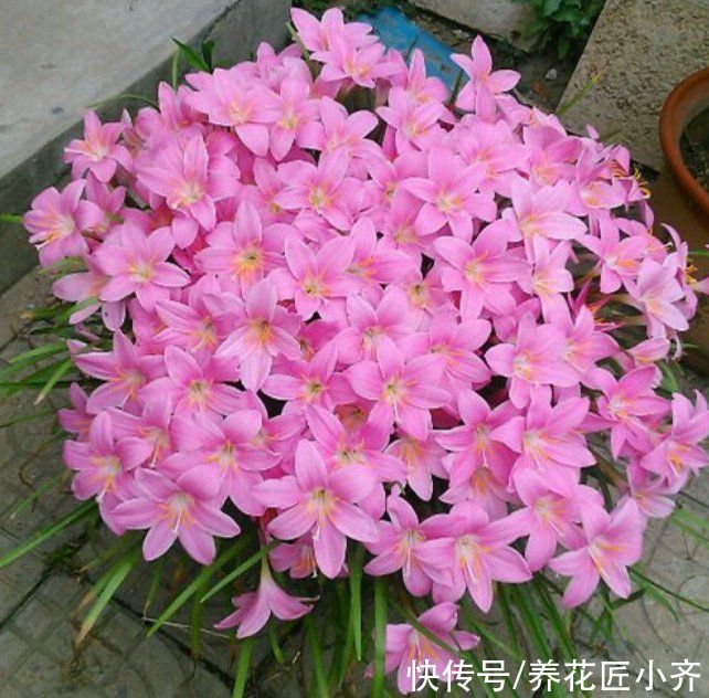 种花|北方花园必养的6种花，花大花多花期长，而且好养又耐寒