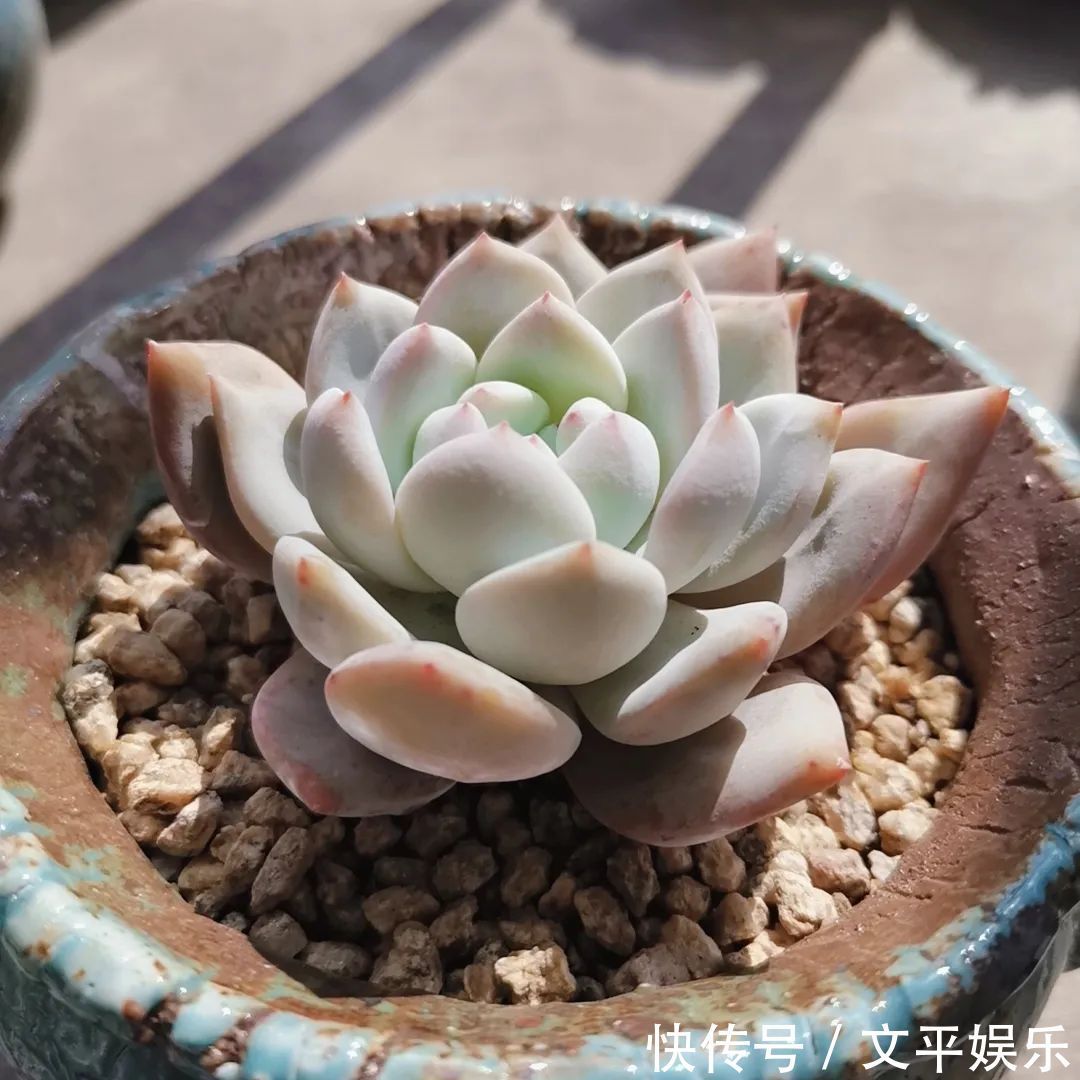 一组逆袭成功的多肉给它时间,它就会给你好看!
