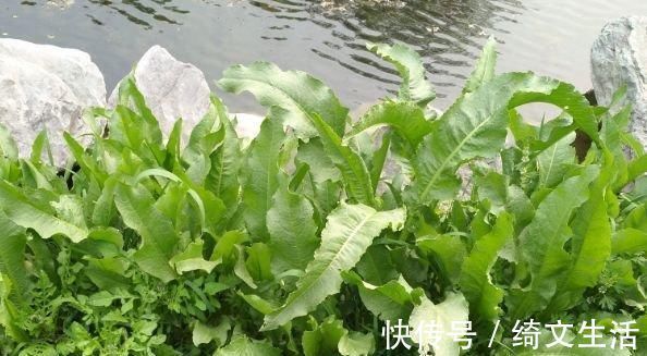 野草|根茎却藏有“黄金”像菠菜的野草，是上等的珍贵药材你们见过吗