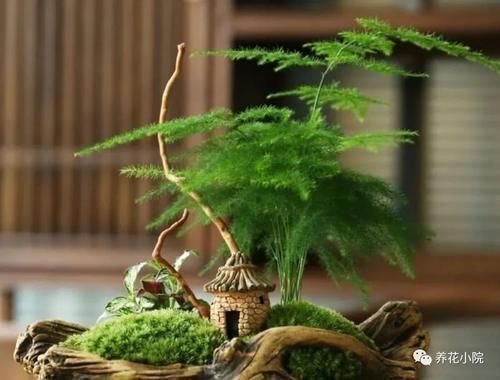 云片松|怎样让文竹保持低矮造型?在养护时,只需给它做这几件事