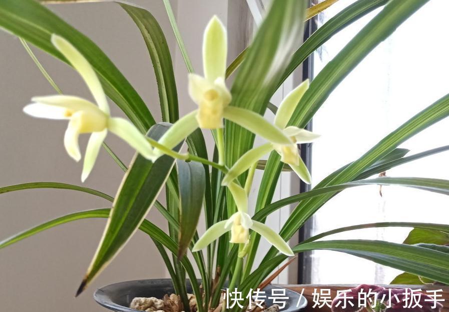 浅谈养兰之道,如何正确给兰花浇水,让它长势旺盛