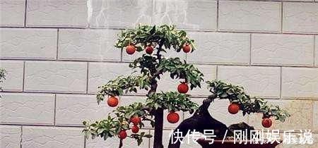 大气|富贵人家,必养的3种“盆景”,个个大气高贵,您有养吗
