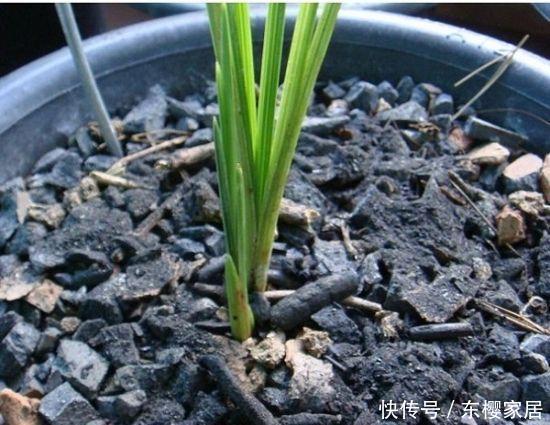 寒流|寒流来袭,花盆里撒1把过冬肥,根粗叶绿不怕冷,蹭蹭长