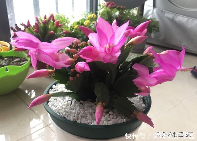 蟹爪兰叶子软塌,难复花,“根源”在这里,解决后重新饱满猛开花