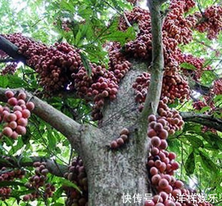 树苗|老大爷偷偷告诉出门见到此树苗,赶紧悄悄带回家,来年大丰收