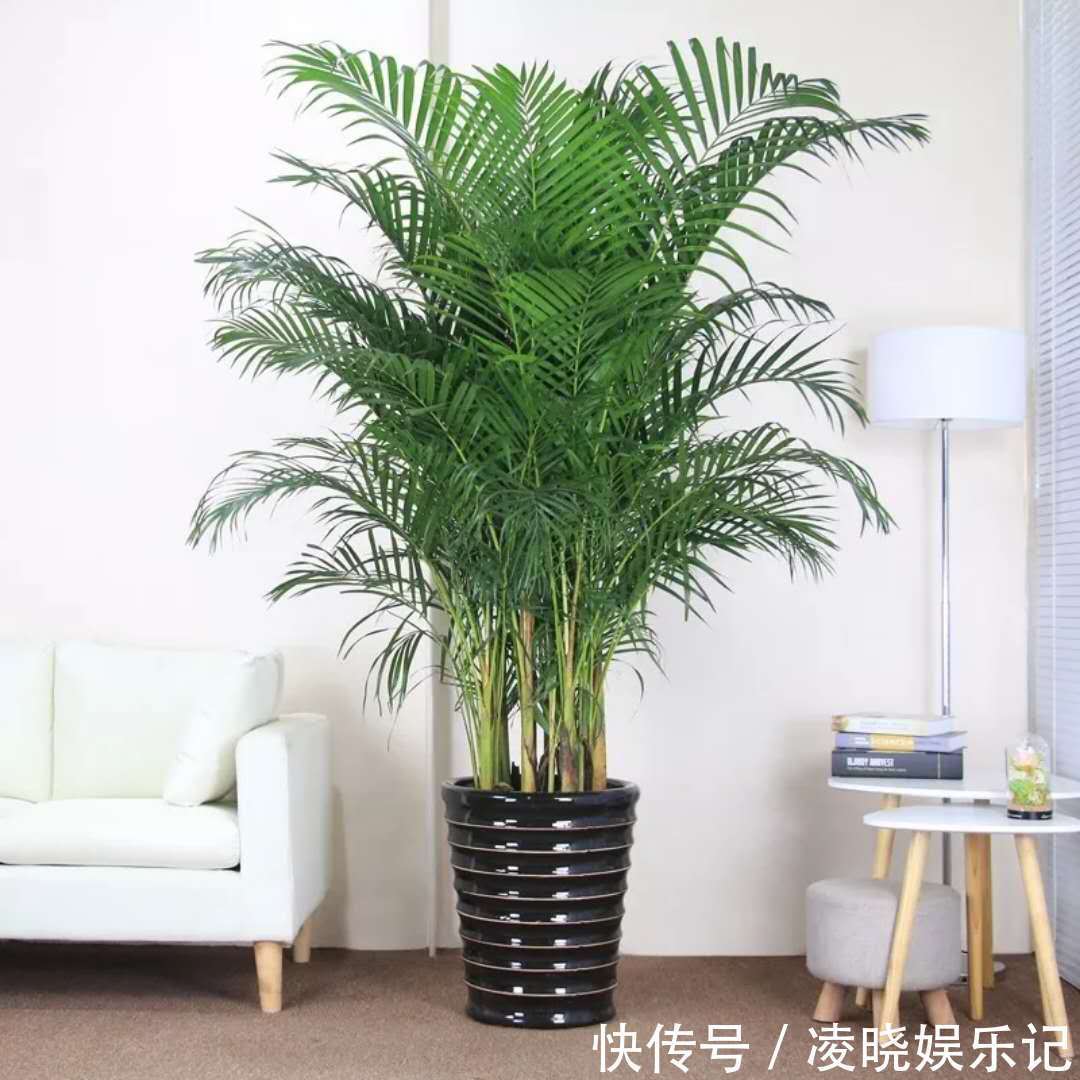 7种漂亮花，寿命长，颜值高，好养活，客厅养一盆，活了几十年