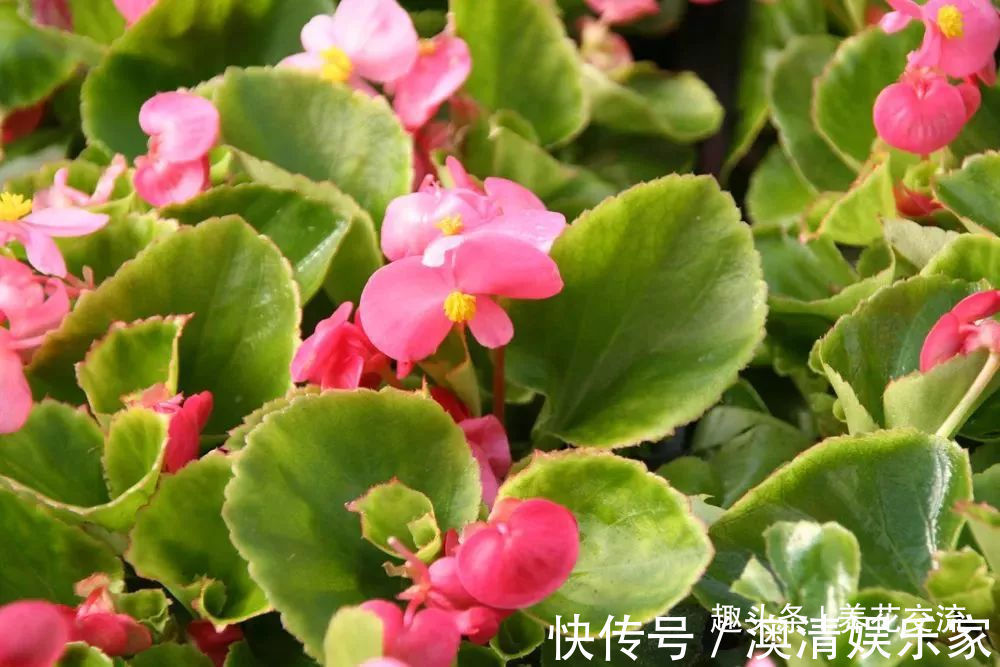 四个形态各异的秋海棠品种,你喜欢观叶的还是观花的