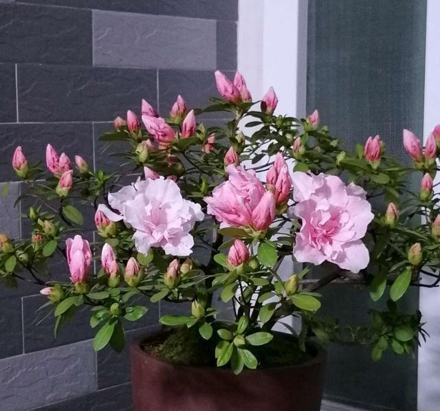 杜鹃花这么养,造型美,开花多,长势旺!