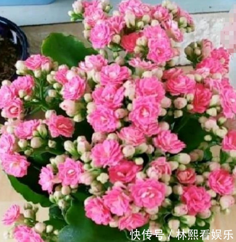 长寿花|养花就养这几款，全年开花不停，花型圆滚惹人爱，值得拥有