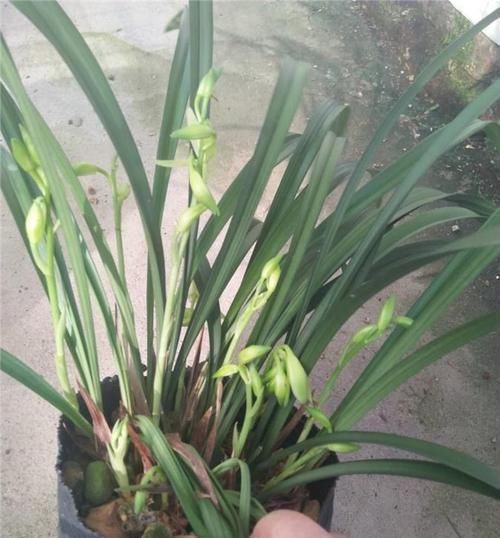 水溶液|黄豆肥、淘米水太臭,用过期药片养花,无异味、肥效充足