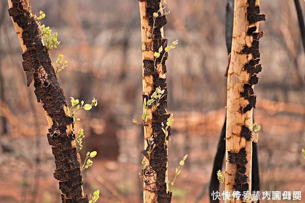 澳大利亚大火后森林植被复苏,科学家脸色难看:新的危机正在酝酿