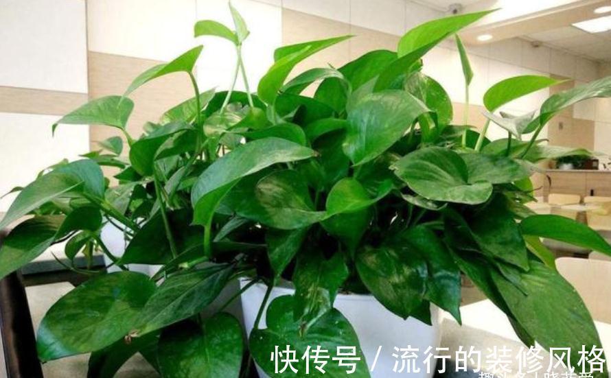 养这“10种花”,经常喷喷水,越长越旺“越精神”