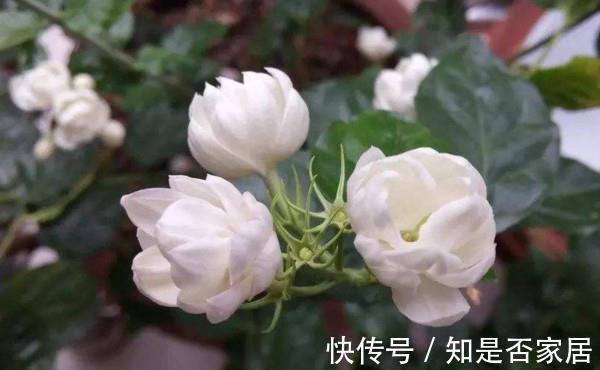 养花试试这几款,花香淡淡,并且寓意吉祥美满