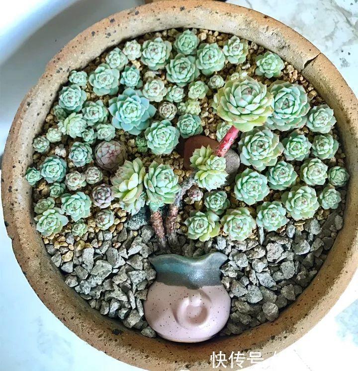 6种多肉太难养,赶紧留个种,省得每年都要重新买!
