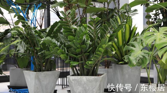 叶片|7种健康花,建议至少养一盆,格调高净化能力强,很实用