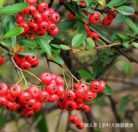 白带|农村这种珍贵的“红宝石”，可以活血养血，治病调经，提高智力