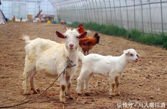 四川人|就今晚,四川人要对羊下手了