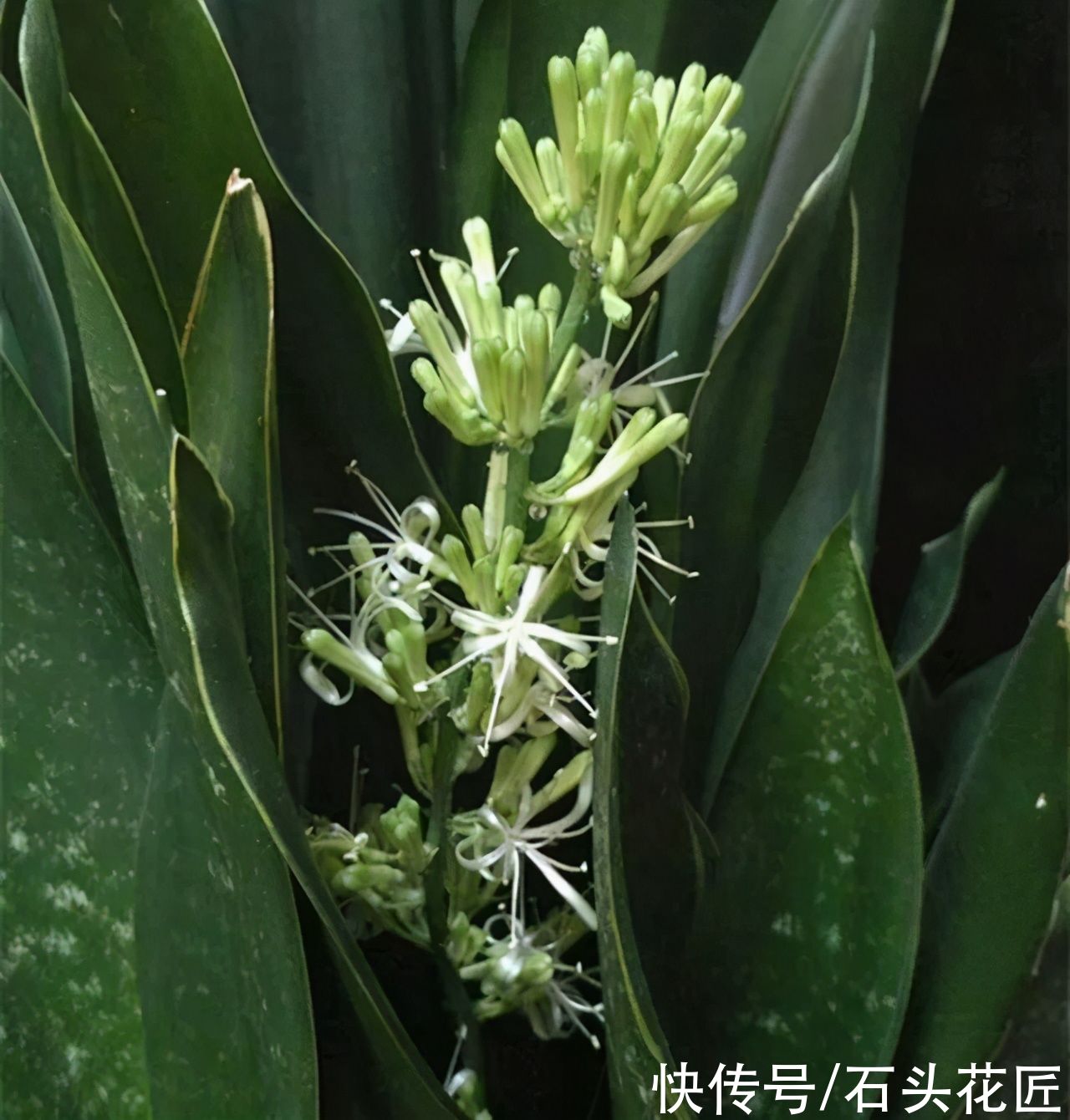  4种花很常见，很多人没见过它“开花”，看看这花漂亮吗？