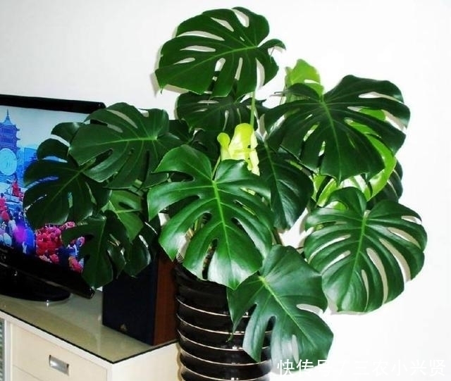 缺水|看好了, 就是这五种花! 越浇越爆盆, 一缺水马上就蔫了, 你家有吗