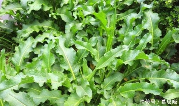 良药|农村这种野草随处可见,是治疗便秘的良药,大多数人见过却不认识