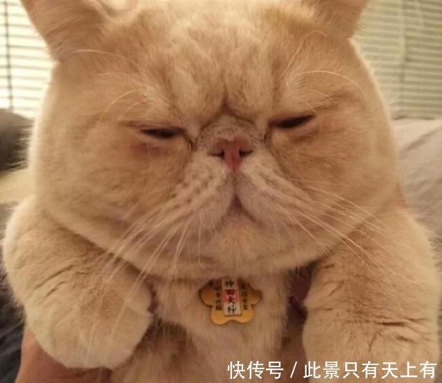 刚抱来的小猫一直叫