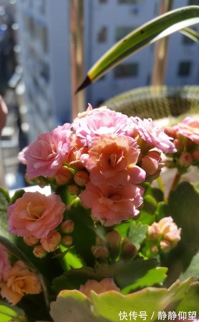 长寿花这个地方剪一剪,满头冒花苞,独苗绽放层叠群花