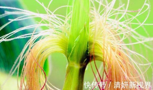 排毒养颜|想长寿得会吃,推荐吃以下4种食物,排毒养颜,美白肌肤