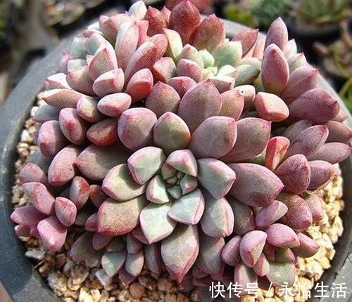 听名字很贵的5种多肉,其实都是漂亮的大普货,养过的花友都说好