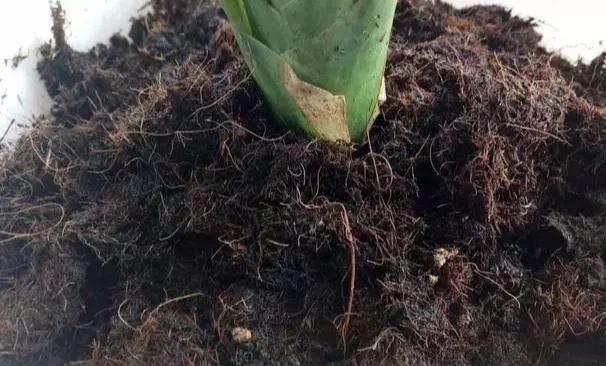 养君子兰，把几样东西丢盆里，花朵、新芽不停冒，叶子翠绿油亮