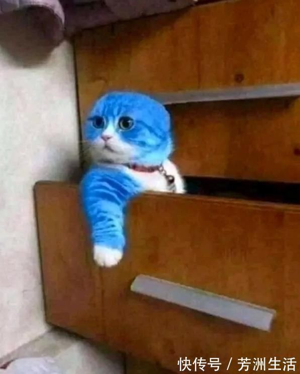 小哥|小猫调皮弄坏哆啦A梦大型积木怎么办?网友出招:把他变成机器猫