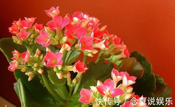 花色|丹麦盆栽花卉之冠圣诞伽蓝菜长寿花色丰富,理想的室内花卉