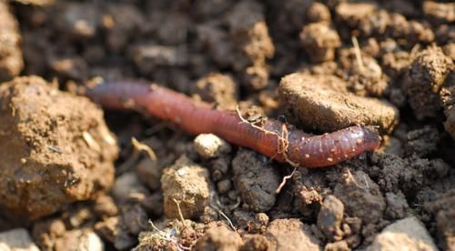 老花匠：用这3样泡水浇花，养根很管用！