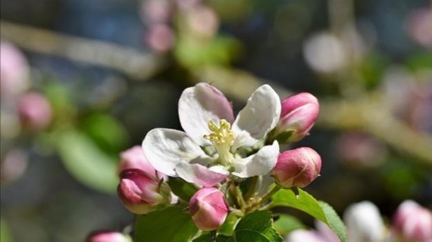 老祖宗传下来的30句养花谚语,句句都到点子上,太实用了