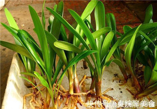 神奇的生根水，让各种半死不活的花卉瞬间长根，附生根水自制方法