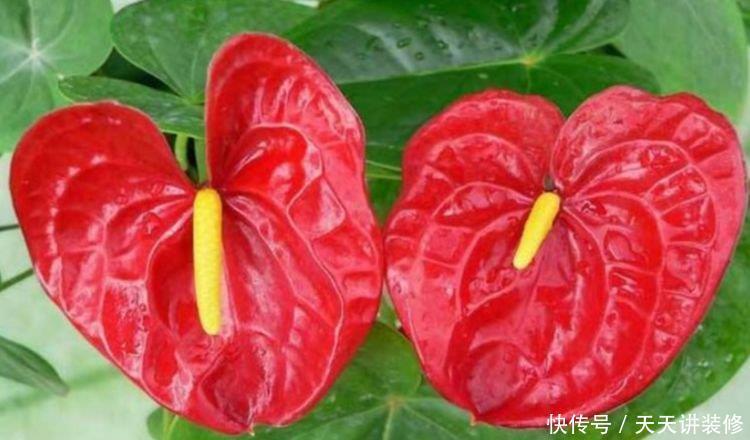 居家就养此款花卉,不闻不问,花开爆盆美如花,枝头窜满花苞,美