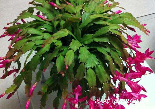 养蟹爪兰,花盆里撒点‘小豆豆’,叶子坚挺开花旺