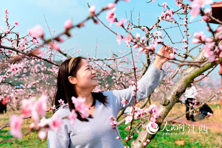 江西九江：桃花盛开春意浓（图）