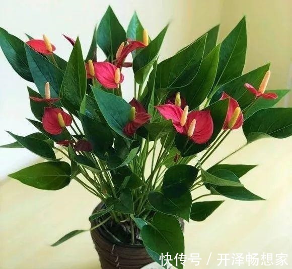 秋天养红掌,老花匠教你3个字,一朵花开3月,叶子油绿翠亮