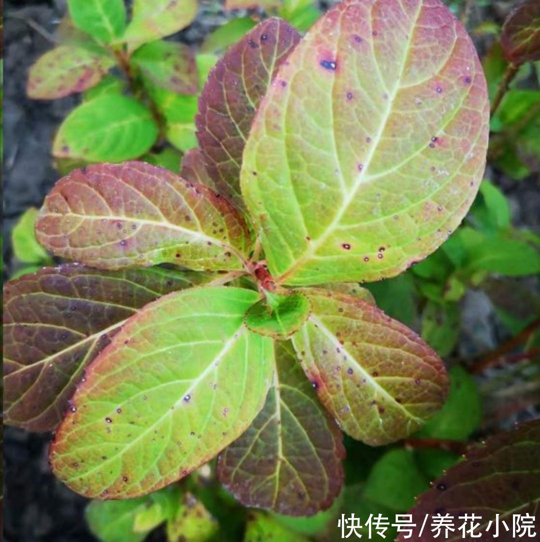 大花绣球不要入室太早,放在外面“冻一冻”,来年开花更多