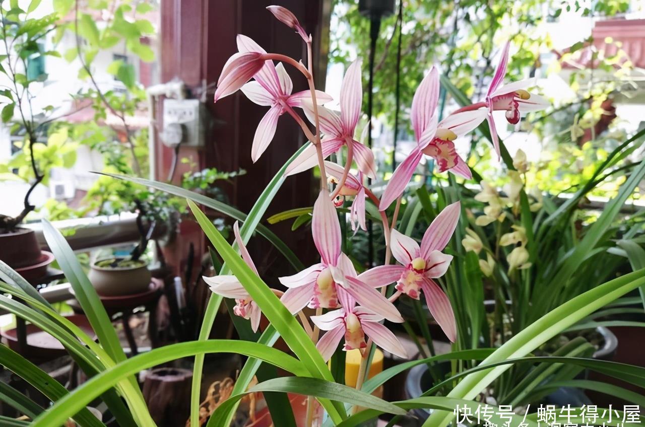 微酸|想让兰花早发芽,这“三位置”留点水,催出一圈苞,绽放层叠群兰