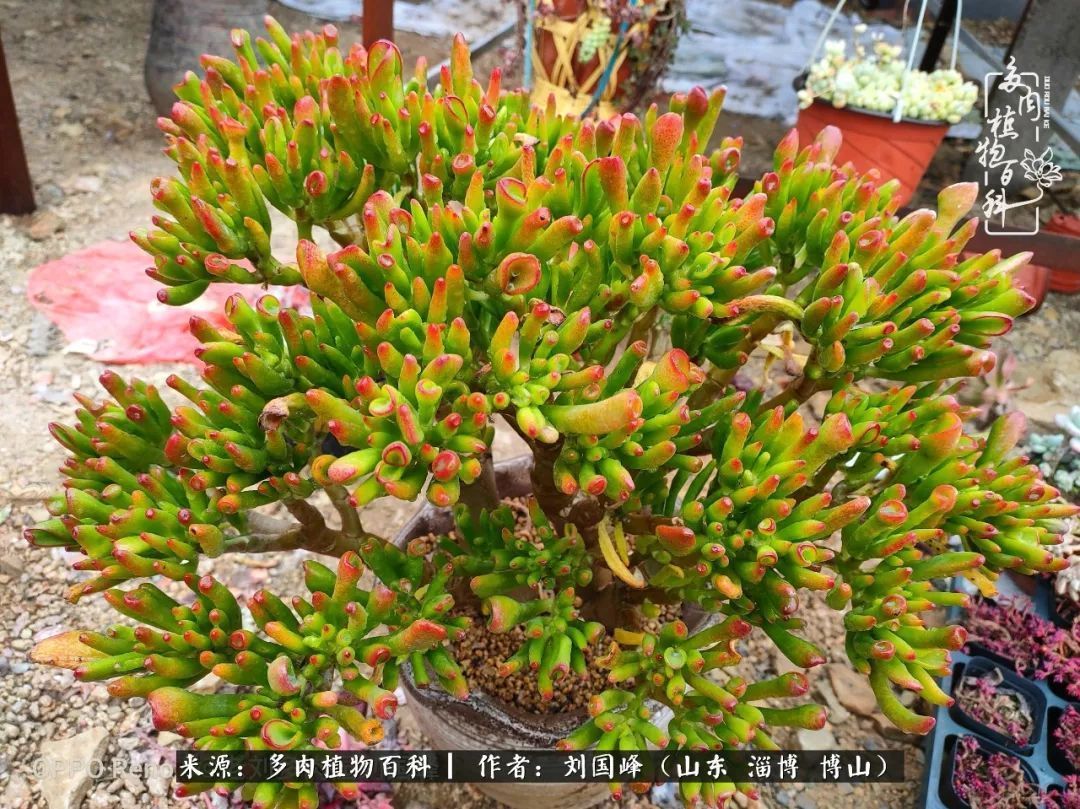 贵的不一定是对的，你的多肉究竟值多少钱附冬季养护攻略！