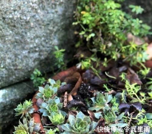 根系|刚买的多肉植物怎么养才不会死, 老花友给新手的8个建议！